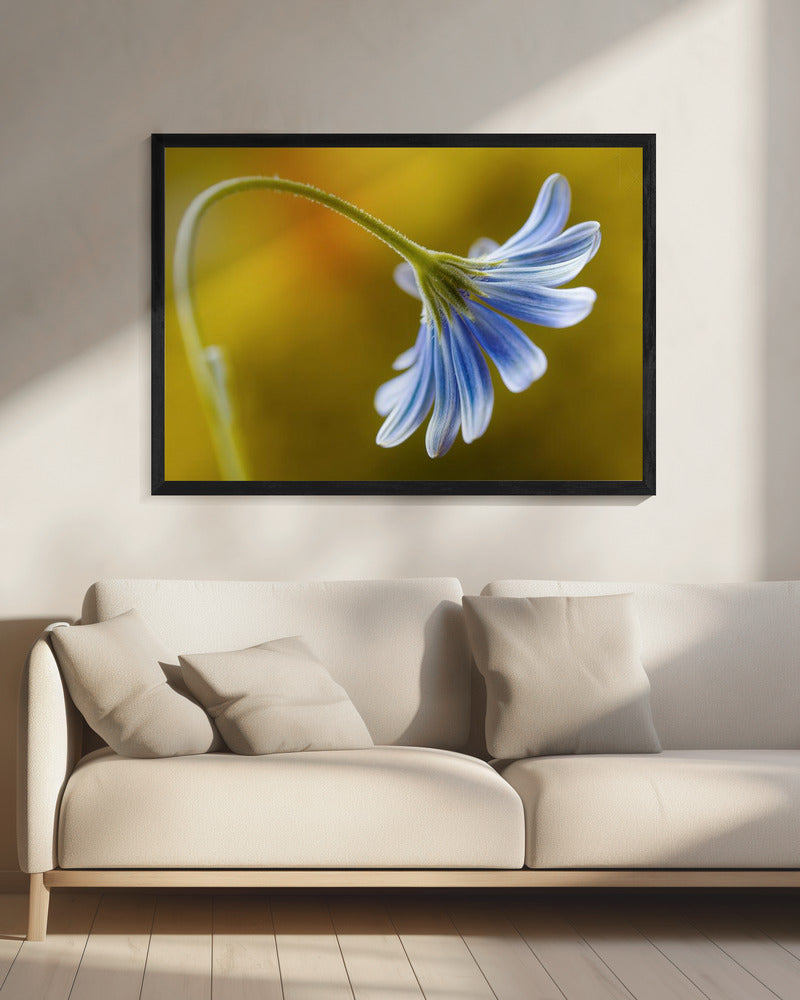 Cape Daisy | Leinwand