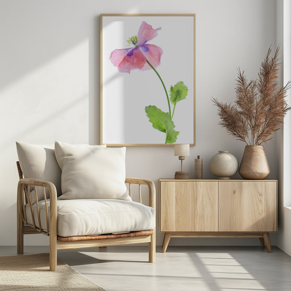 Mohn | Poster