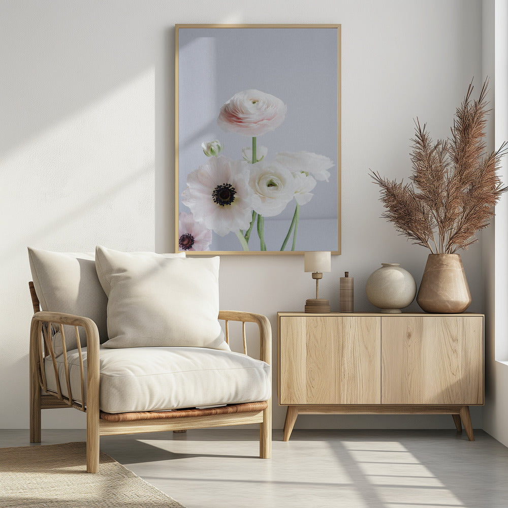 Weiße und blassrosa Ranunkelnblüten | Poster