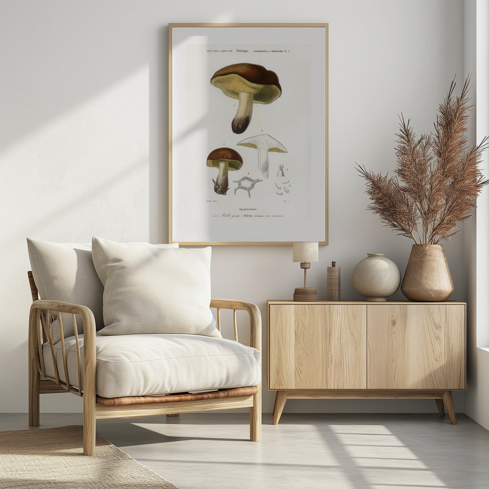 Pilz (Boletus Circinans) | Poster