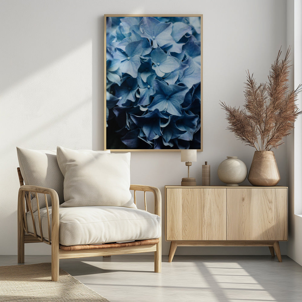 Leuchtend blaue Hortensien | Poster