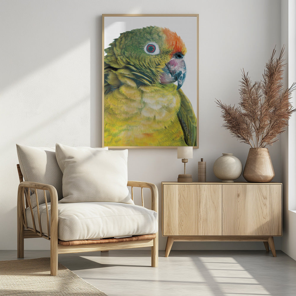 Lebhafter Papageienblick | Poster