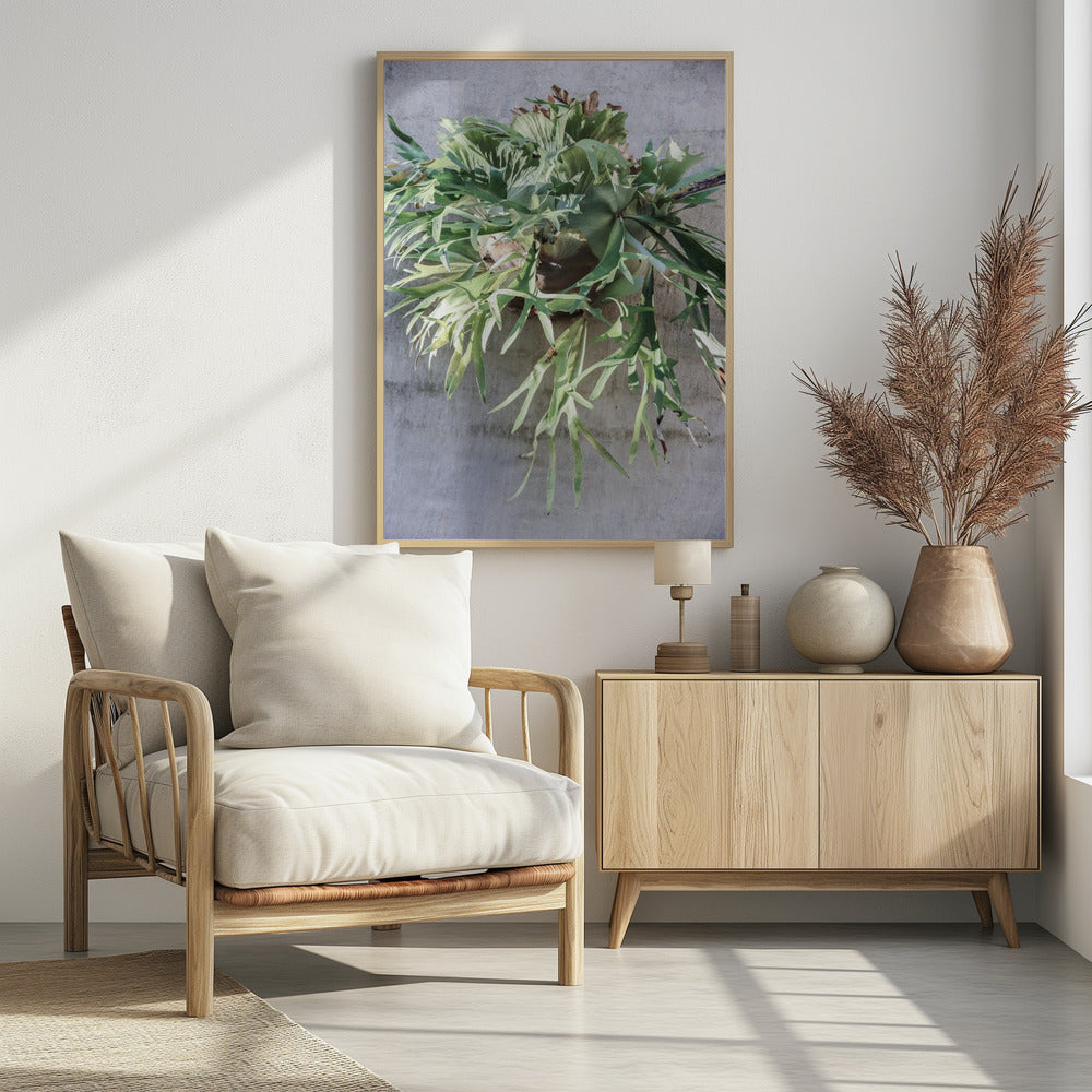 Wall Fern Delight | Poster