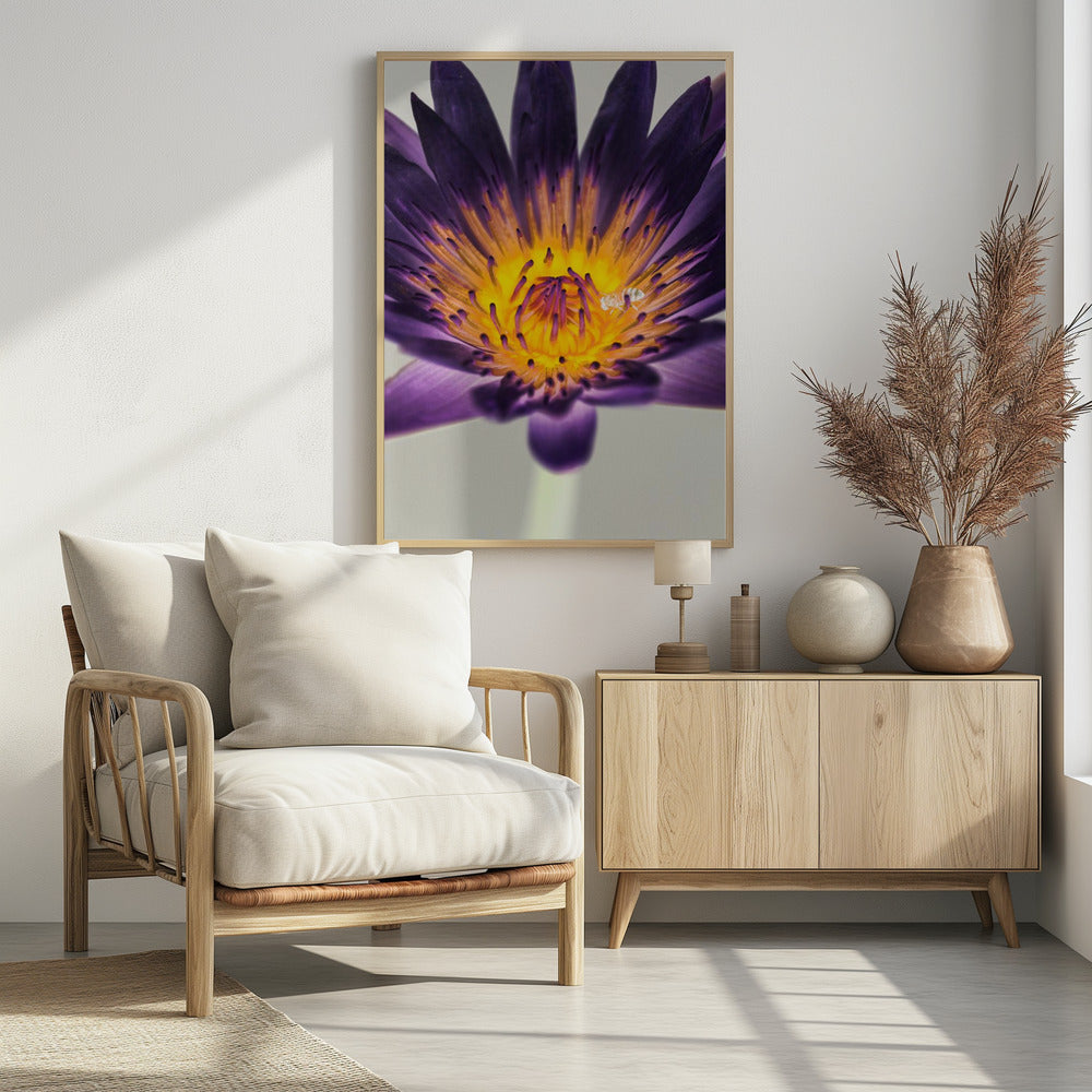 Purple Water Lilly | Poster