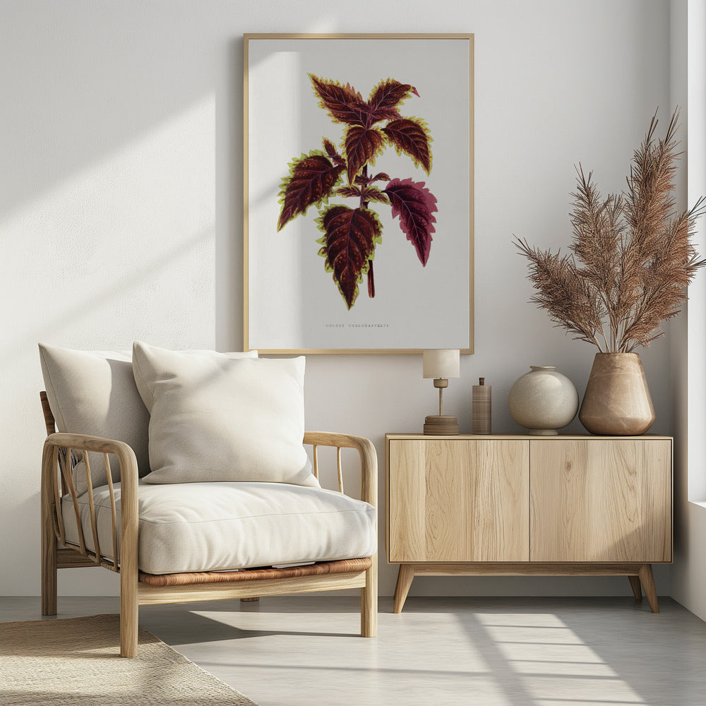 Rosa Coleus Blatt Illustration | Poster