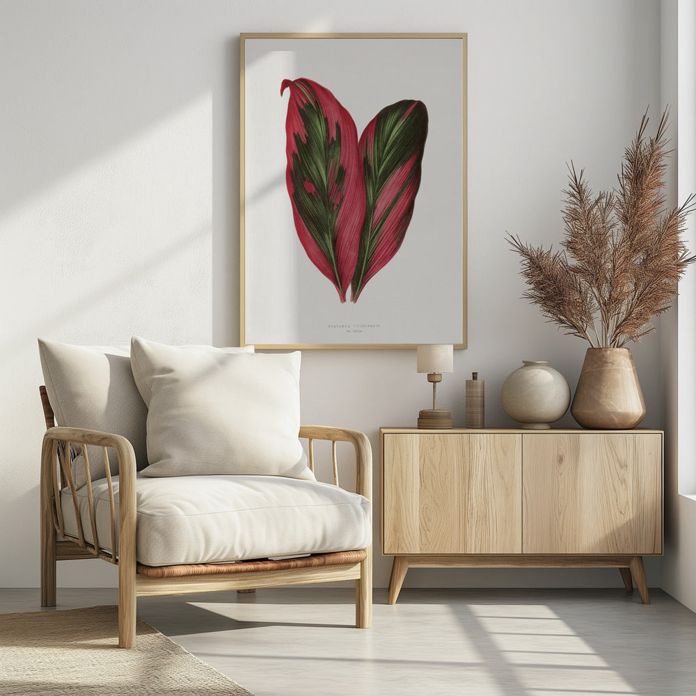 Rosa Dracaena Terminalis Blatt Illustration | Poster