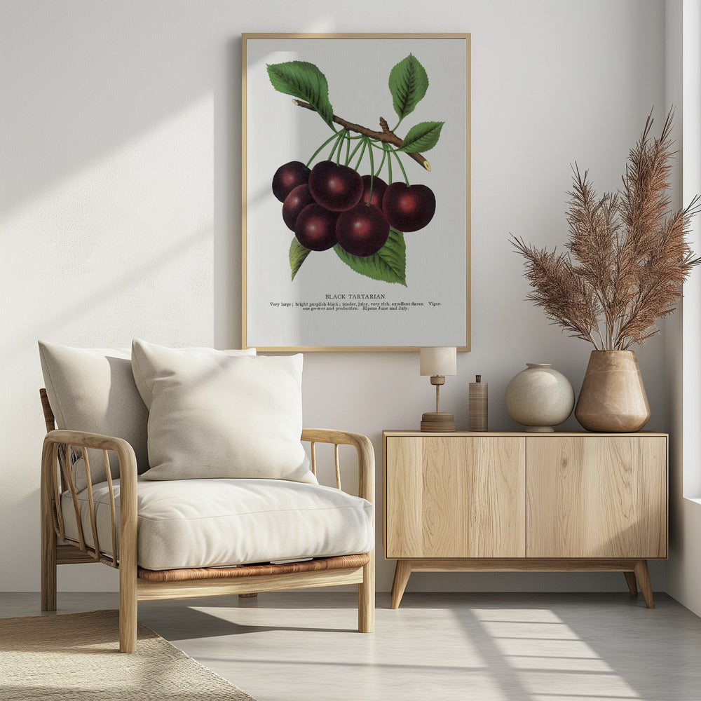 Black Tartarian Cherry Lithograph | Poster