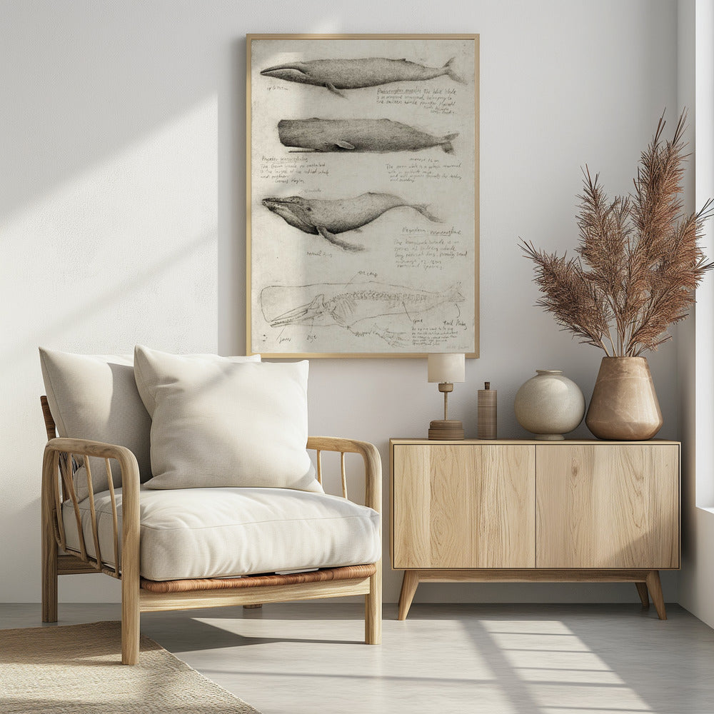 Skizzen verschiedener Wale | Poster