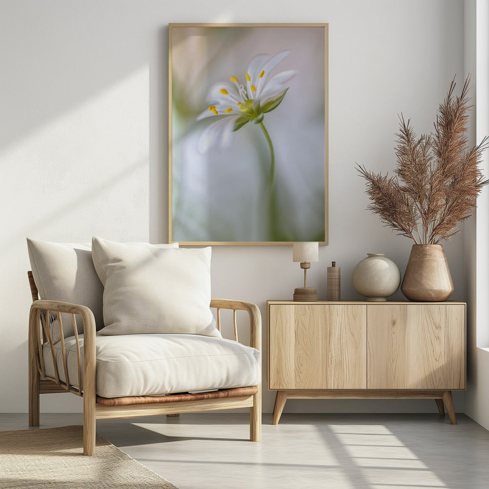 Stitchwort soft | Poster
