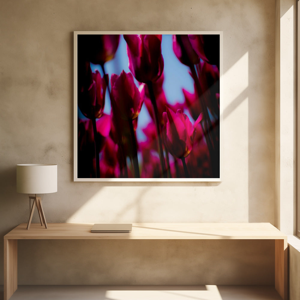 Lila Tulpen | Poster