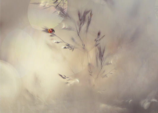 Kleine Dame | Leinwand