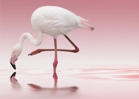 Flamingo | Leinwand