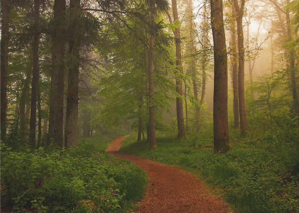 Der Rote Pfad. | Hintergrundbild