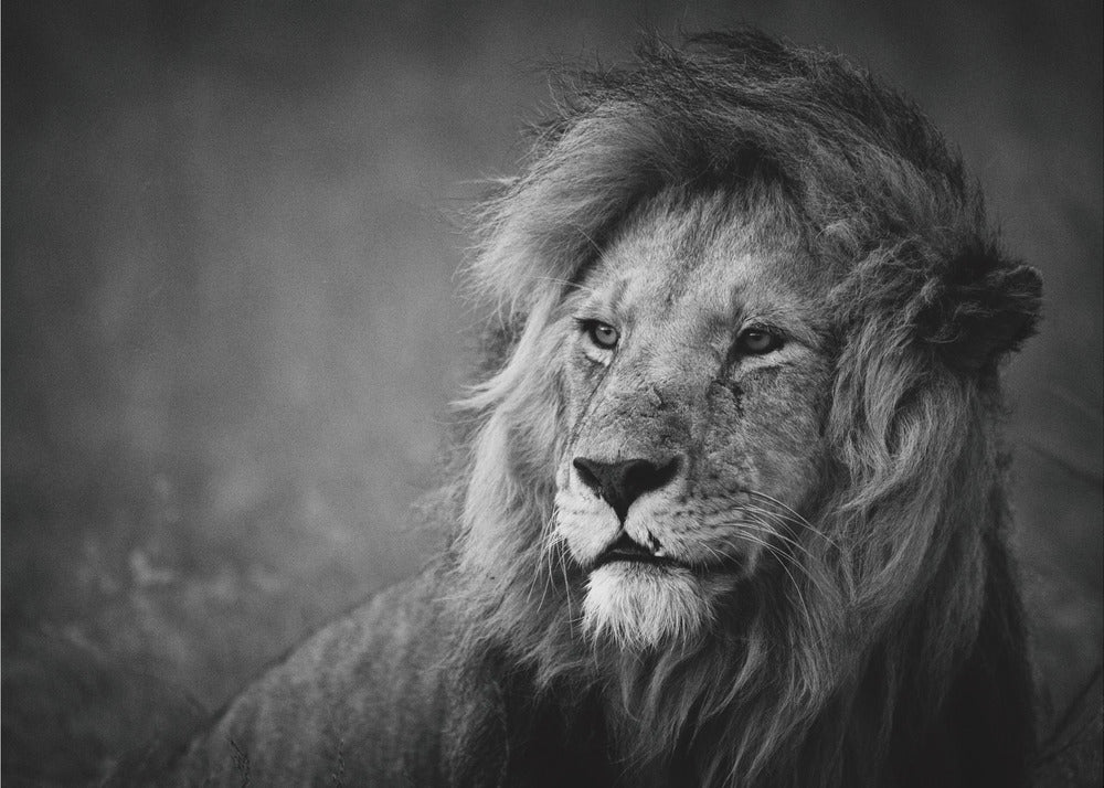Regal | Leinwand