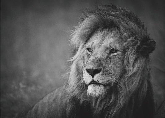 Regal | Leinwand