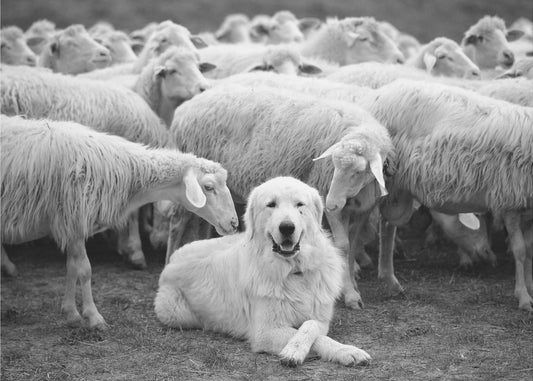 Der Boss | Hintergrundbild