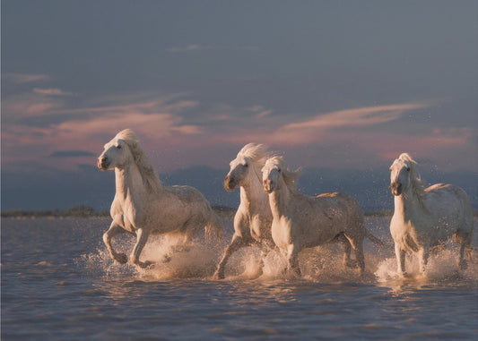 Engel der Camargue | Poster