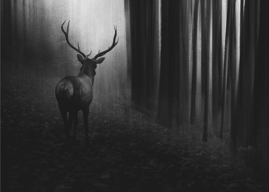 Hirsch | Tapete