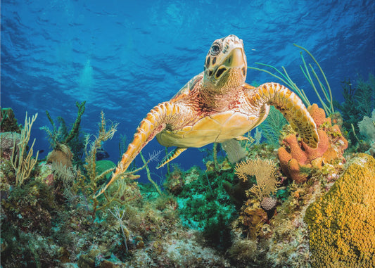 Karettschildkröte schwimmt durch karibisches Riff | Poster
