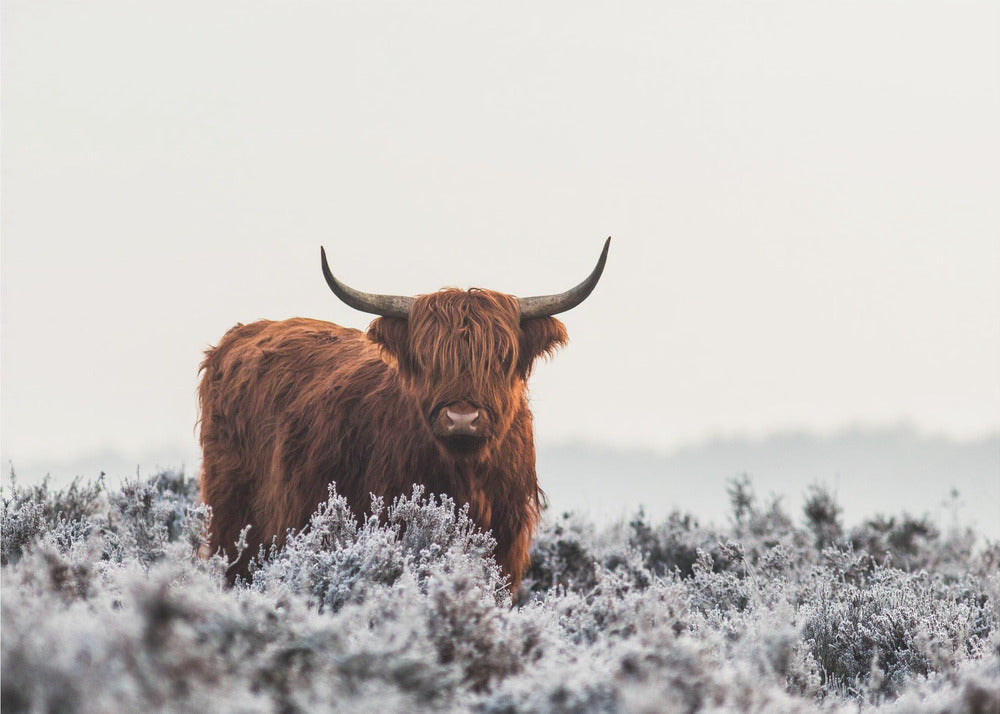 Highlander | Leinwand