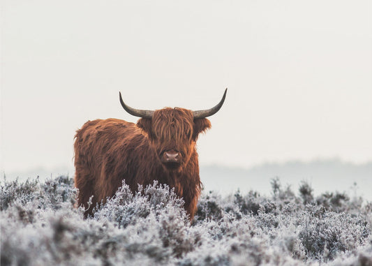 Highlander | Leinwand