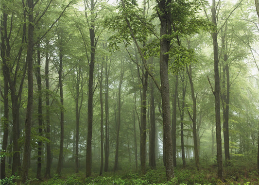 Wald... | Poster