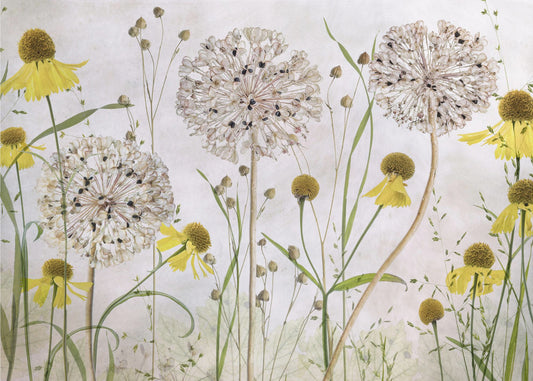 Allium und Helenium | Tapete