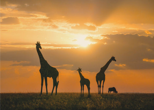 Goldenes Afrika | Poster