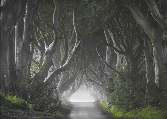 DARK HEDGES | Canvas