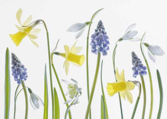 Frühling | Leinwand