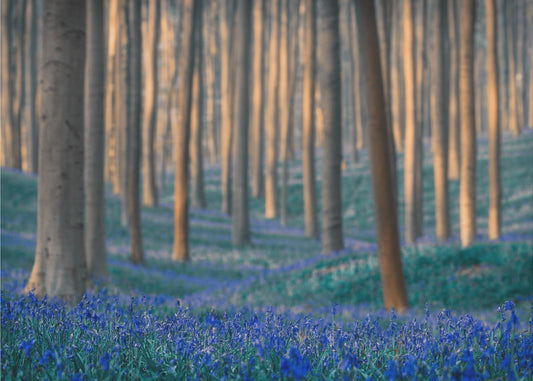 Träume sind aus diesen | Hintergrundbild