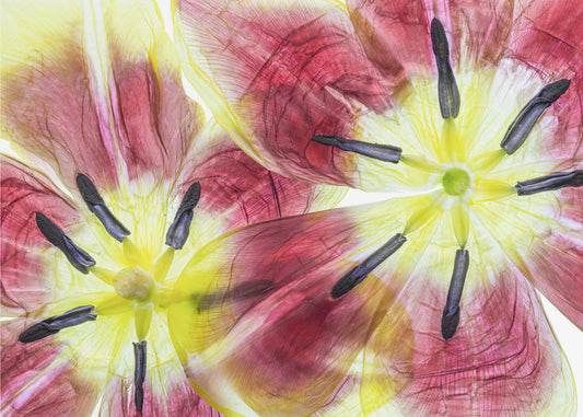 Tulpen | Leinwand