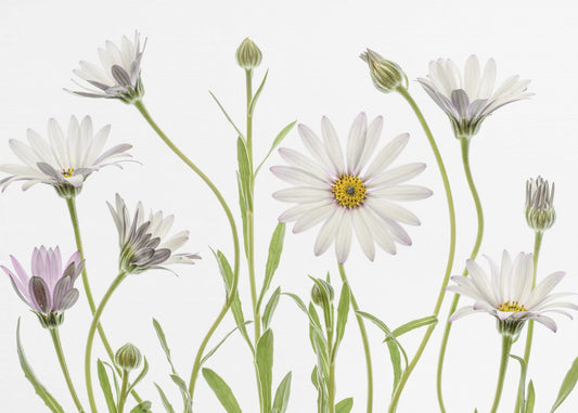 Cape Daisies | Tapete