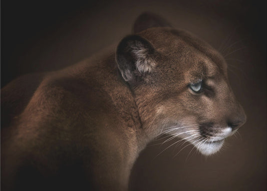 Puma | Leinwand