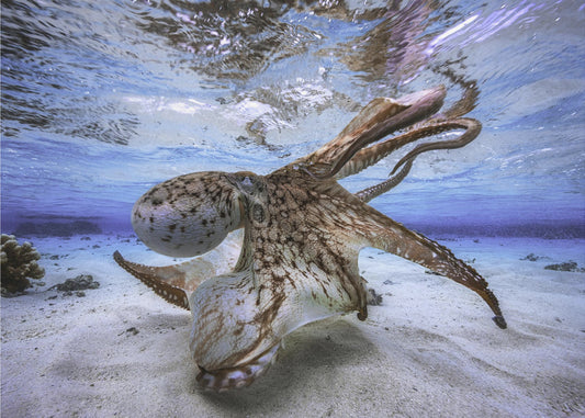 Tanzender Oktopus | Leinwand
