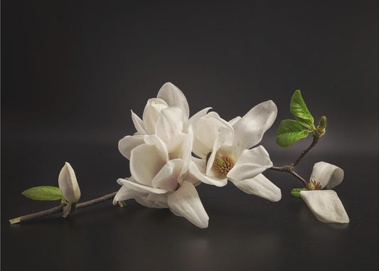 Magnolie | Leinwand
