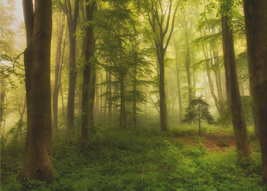 Der kleine Baum | Poster