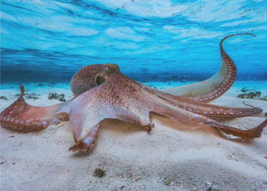 Oktopus | Leinwand