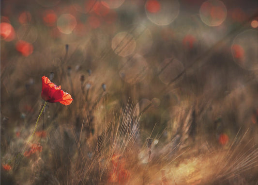 Mohn | Poster
