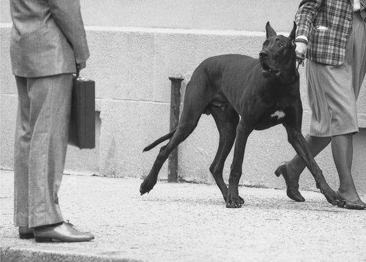 Deutsche Dogge Bodyguard (aus der Serie "Boy meets girl") | Hintergrundbild