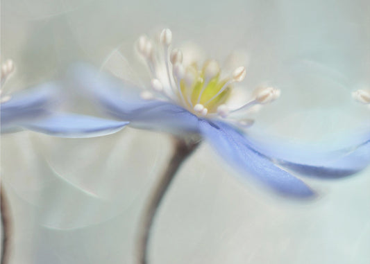 Tanzende Anemonen | Leinwand