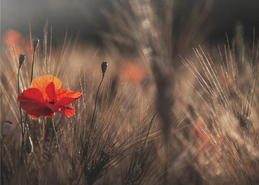 Mohn mit Mais | Poster