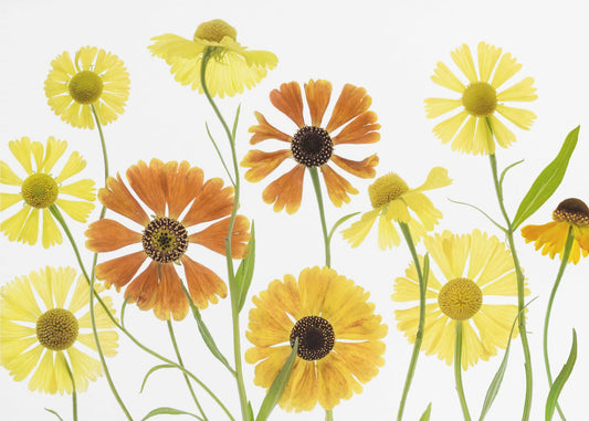 Helenium | Leinwand