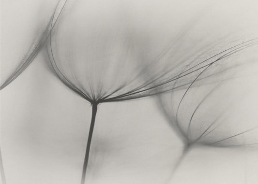 Tragopogon | Leinwand