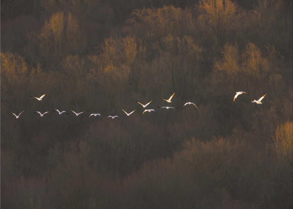 Morgenstimmung | Poster
