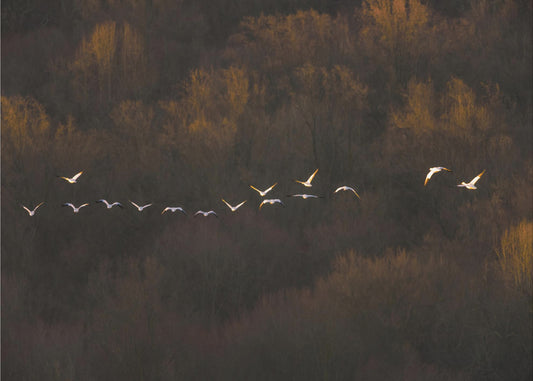 Morgenstimmung | Poster