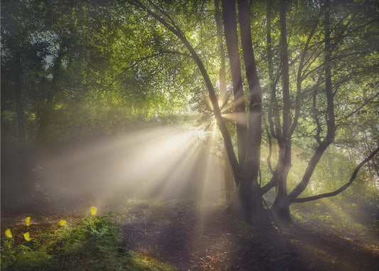 Das Morgenlicht | Poster