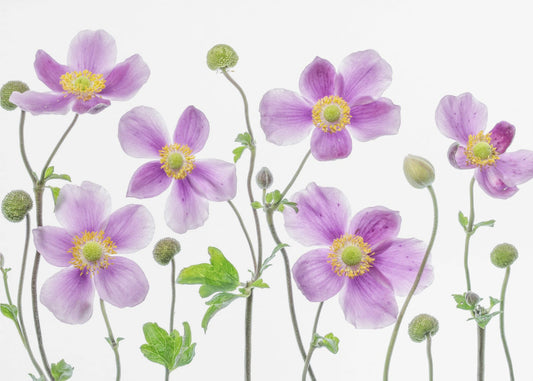 Anemone Japonica | Tapete