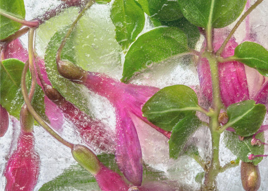 Fuchsia freeze | Poster