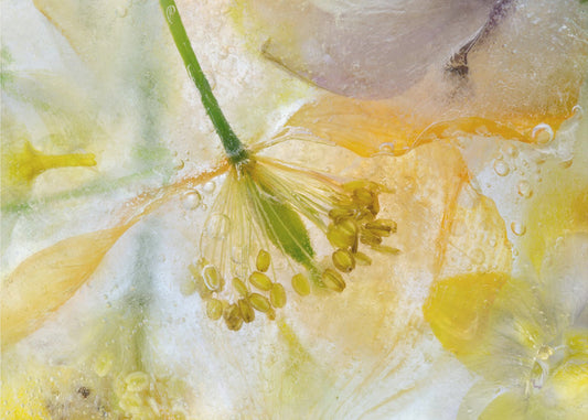 Papaver Ice | Leinwand